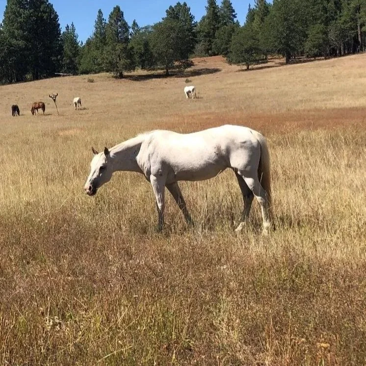 Grey horse grazing at Ekone summer horse camp in PNW