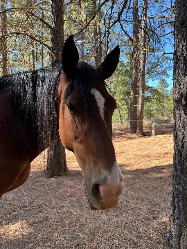 Bay horse with white flash at Ekone Ranch