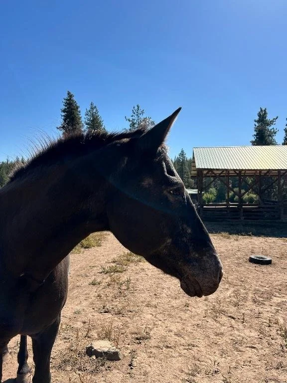 Profile picture of horse at Ekone Summer camp