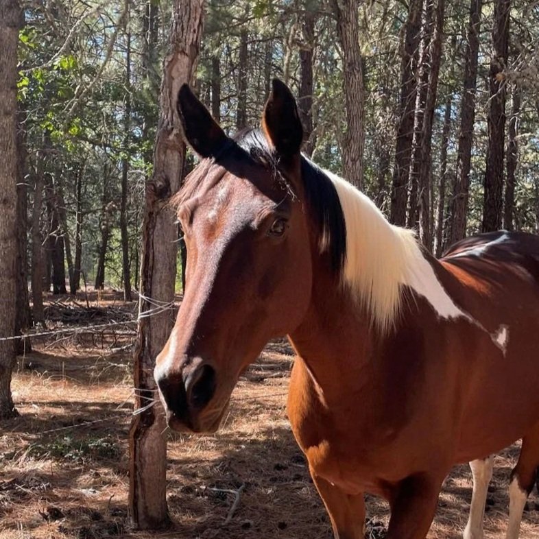 Chestnut horse with white mane at Ekone Ranch