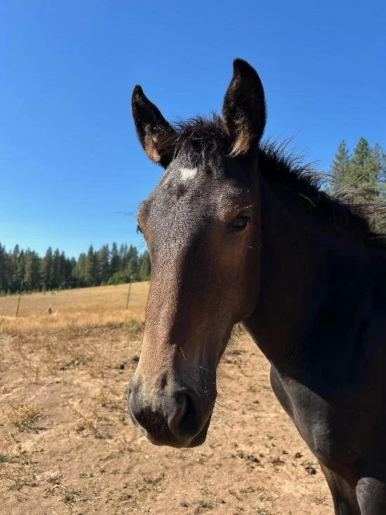 Bay foal with white star at Ekone Ranch