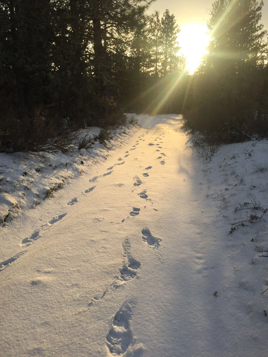 Footprints in snow along a wooded trail at sunset with sunlight streaming through trees.