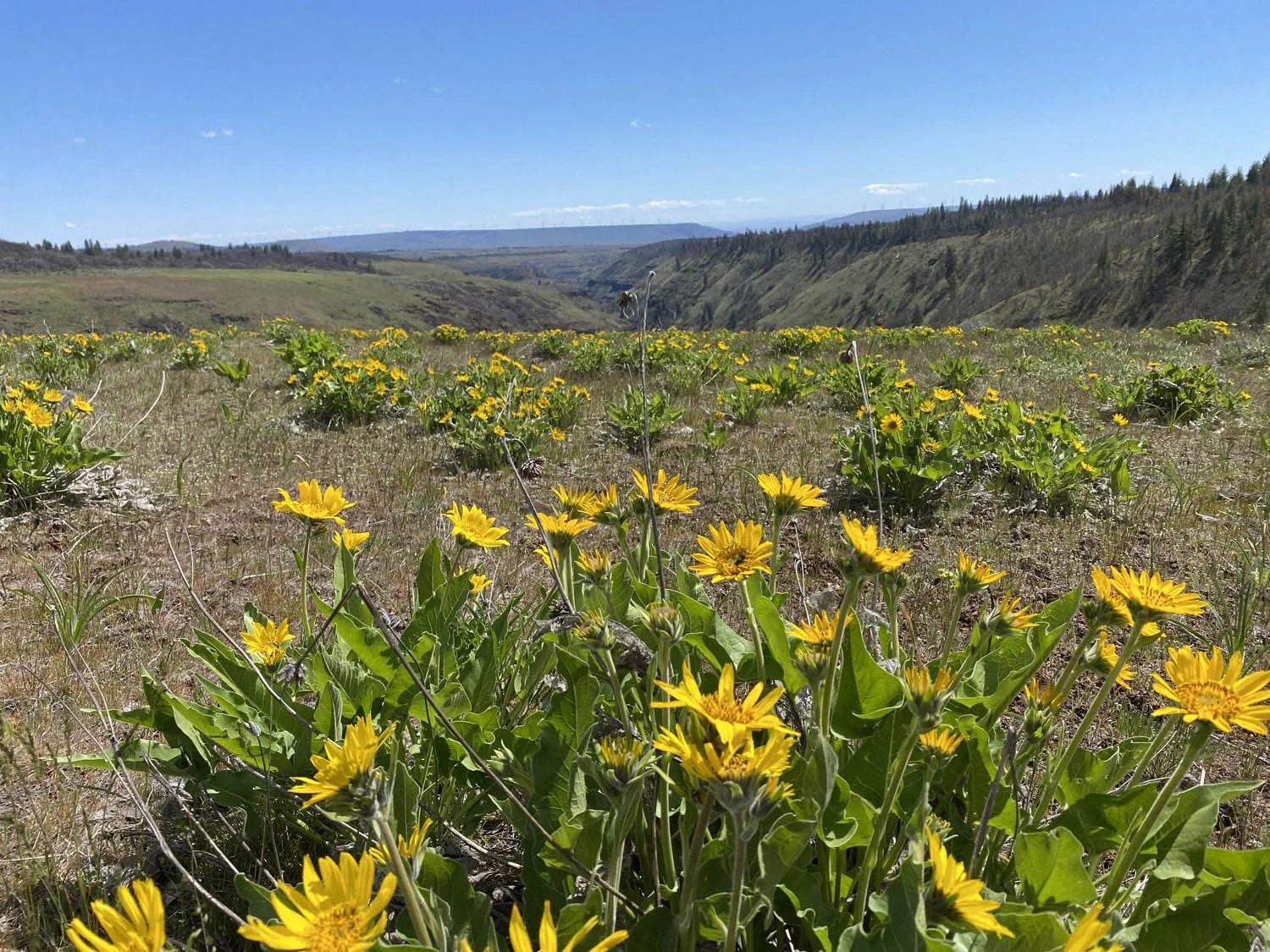 A field of yellow wildflowers in a valley with rolling hills and a blue sky in the background.