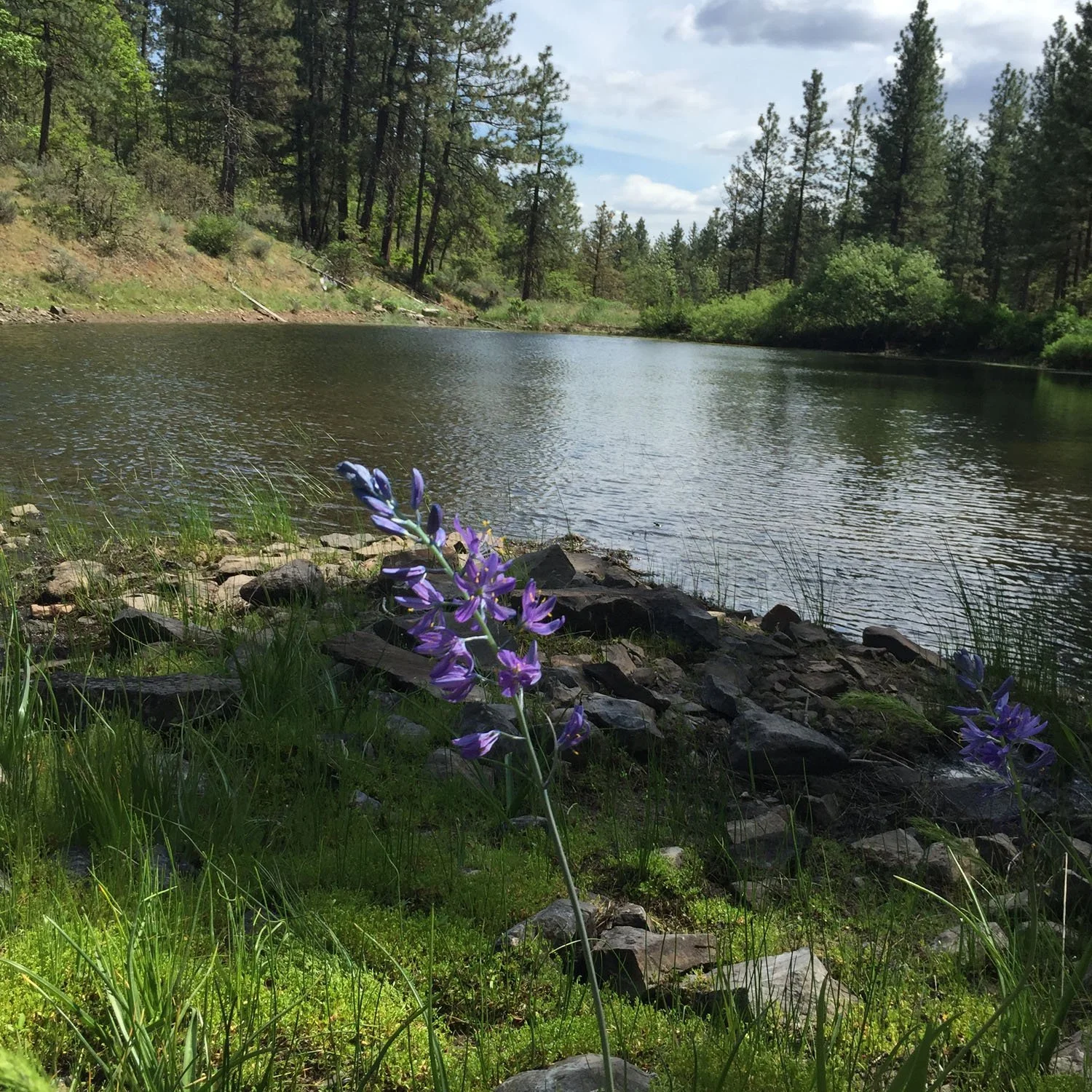 A river runs through a forested area with green trees on the banks and blue sky above. Purple flowers grow near the rocky shoreline.