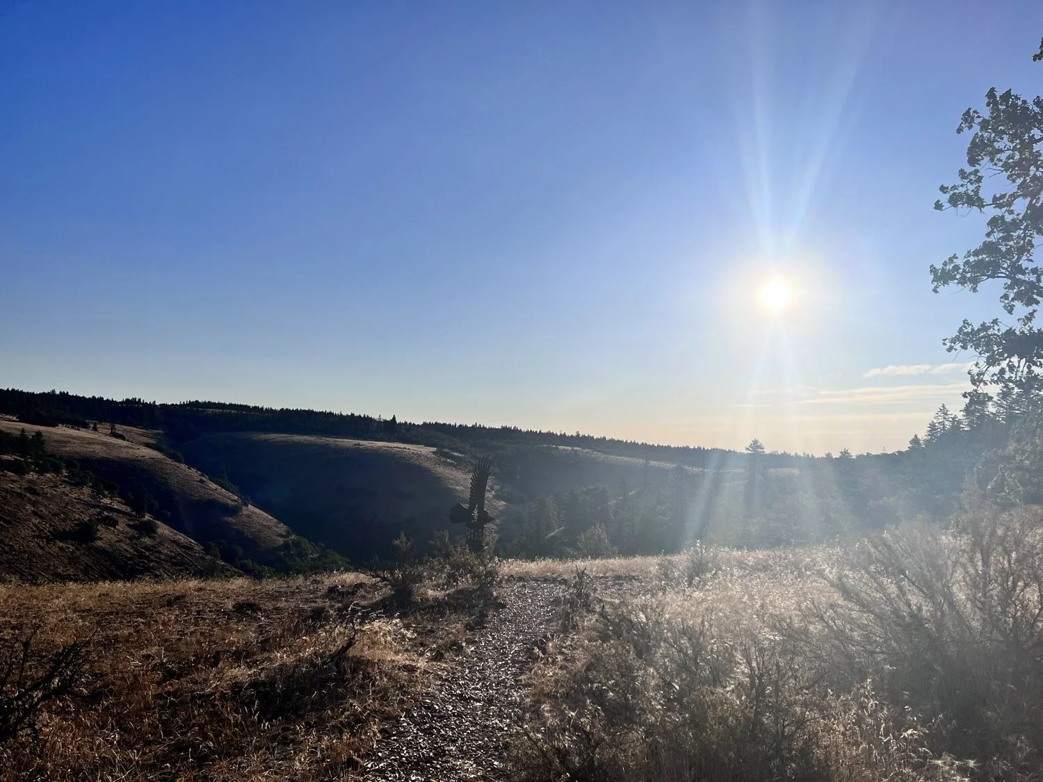 A scenic landscape with a bright sun in the sky, rolling hills, and dry vegetation, with trees visible on the right side.