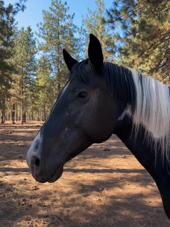 Painted horse at Ekone ranch horse camp