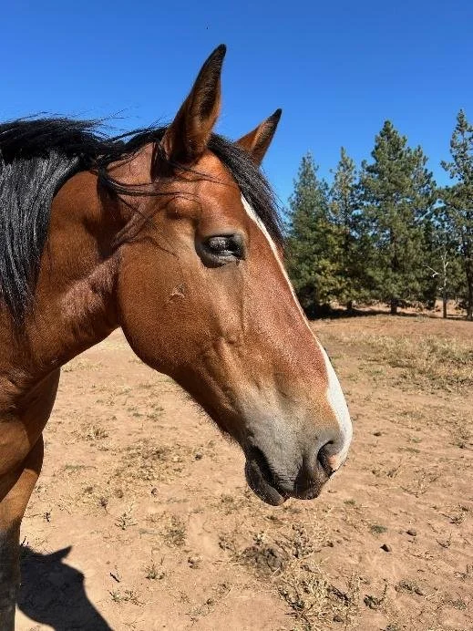 Chestnut horse with white flash at horse camp in Washington State