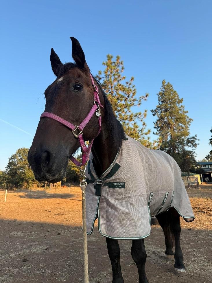Bay horse with star at Ekone Ranch summer camp in washington state
