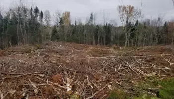 Photo of a forested area with extensive pulp cutting and select hard wood trees remaining standing. Pine trees stand in the distance.