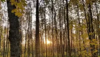 photo of a hardwood stand with thin trees extending high above and out of the frame with sunshine coming through the trees in the distance.