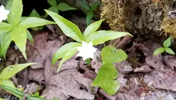 Photo of a young flowering seedling near the forest floor with moss and mulched wood cuttings underneath and around it.