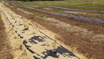A row of planted shrubs in a field with special ground coverings and the seedlings evenly spaced, many rows can be seen in the background.
