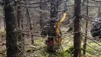 A harvesting machine mechanically sheers off branches from a tree as the machine prepared to harvest the tree itself. Similar older trees stand all around the one to soon be cut.