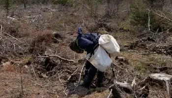 A tree planter leaning over to plant a tree with two tree sacks around their shoulder while roots, stumps and light low brush surround the tree planter.