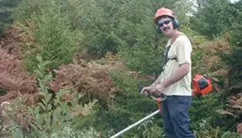Image of a handheld trimmer operator, wearing appropriate protective gear, smiling while working in an overgrown stand of young pine trees.