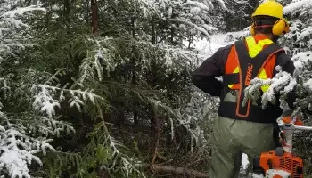 A forestry worker does clearing and site preparation by hand amongst a small stand of snow covered pine trees.