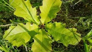 Image of an oak leaf from a new seedling close to the ground.