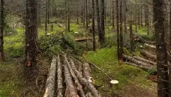 Photo of selective cutting in a young tree stand with moss covered forest floor. A small stack of thin logs and a handful of stumps are shown amongst a variety of standing thin softwood trees.