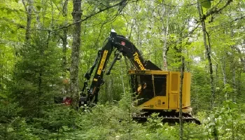 A yellow harvesting machine operates in a lush green forest of smaller trees, selectively cutting down a larger hardwood tree without disturbing other vegetation.