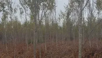 A stand of thinned hardwood trees stand with light canopy on their branches.