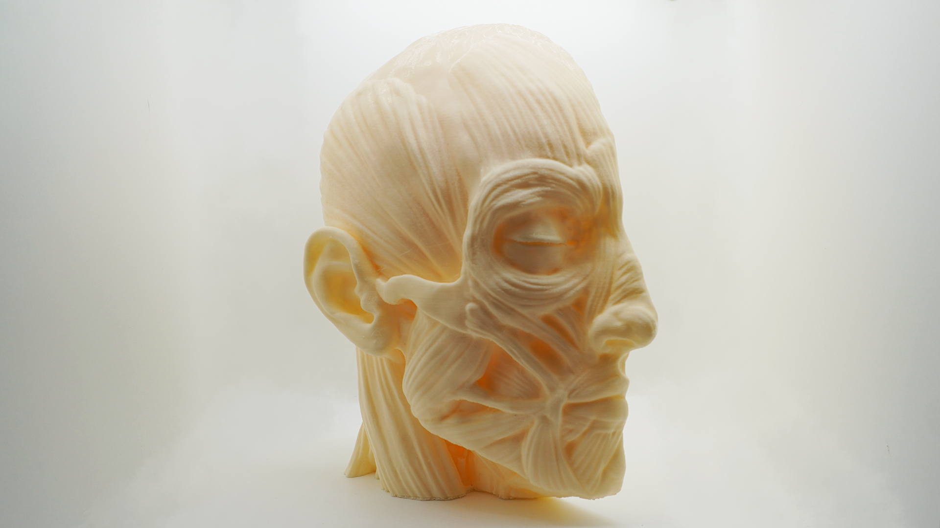 Anatomy in 3D: Printed Models for Learning and Display