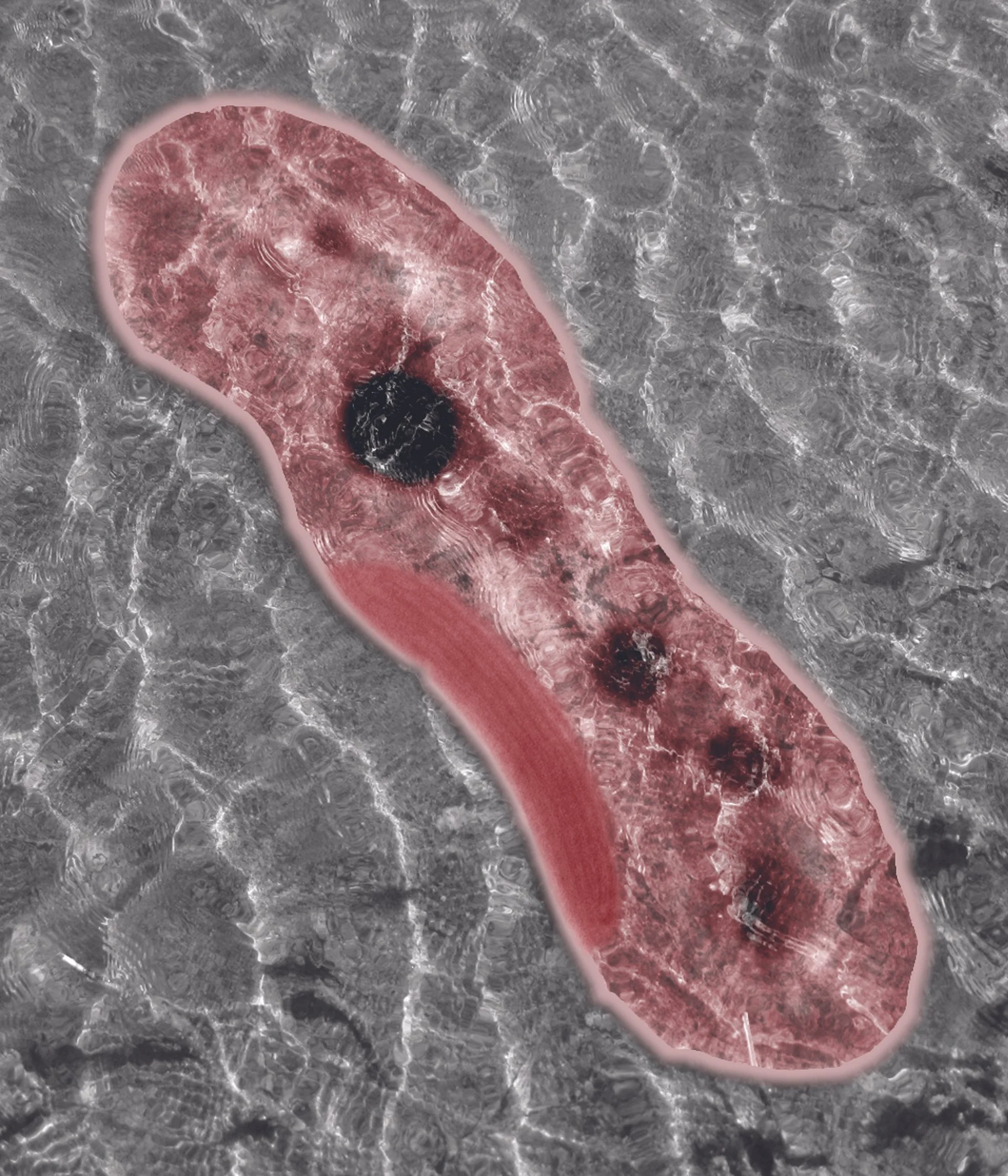 JBact Final Version.jpg