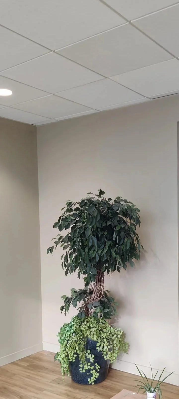 Une grande plante d'intérieur dans un pot noir, située dans un coin d'une pièce avec un mur beige et un plafond en dalles blanches.