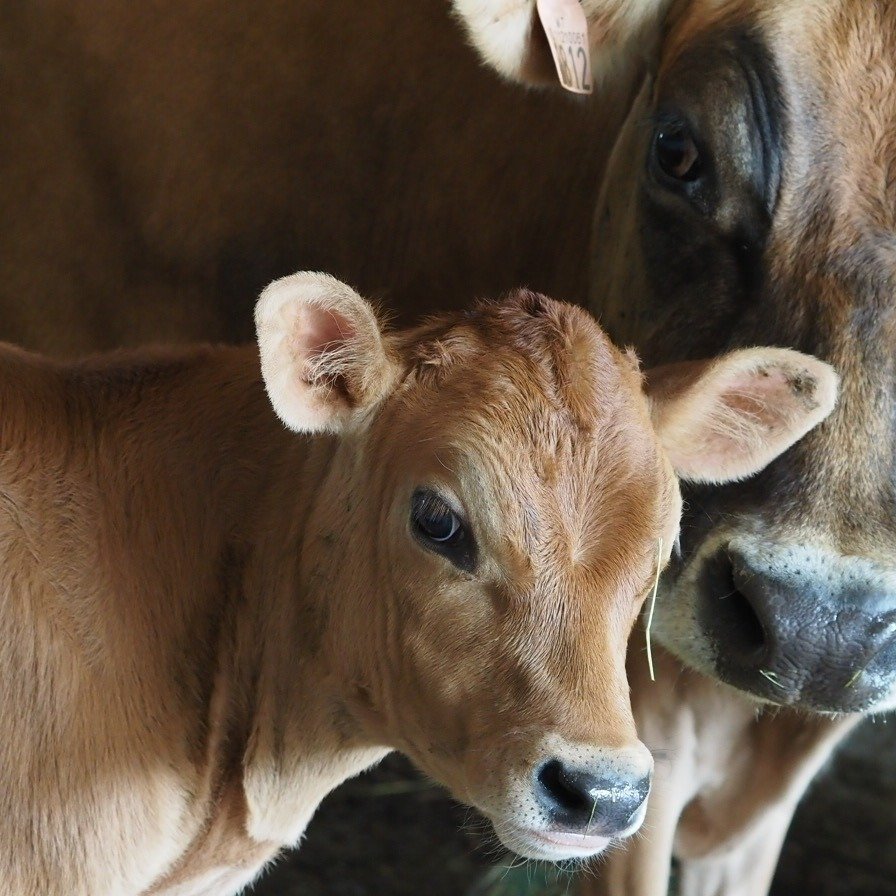 👏 Vi applauderer TINE for &aring; ha tatt en viktig avgj&oslash;relse 
med &aring; sette full stopp for bruk av Bovaer i sine besetninger!

👏👏👏 Og en stor stor applaus til produsenter og forbrukere som
har sagt tydelig i fra og kjempet for at det