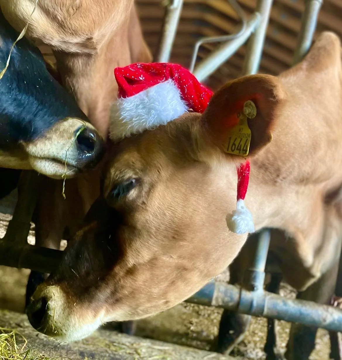 Kj&aelig;re f&oslash;lgere, venner, kunder, samarbeidspartner
ja kj&aelig;re DEG 🥰

🎄Julen 2025 st&aring;r for tur. 
Selv om den hvite julen ikke har vist seg p&aring; disse kanter enda.

Desember har v&aelig;rt v&aring;t, gr&aring; og m&oslash;rk.