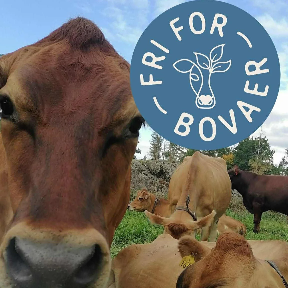 JERSEY KJ&Oslash;TT🥩
i g&aring;rdsbutikken igjen!
Frysa har v&aelig;rt tom en stund n&aring;, 
men p&aring; fredag henta vi kassevis med 
ferdig pakket kj&oslash;tt p&aring; Siljanhjort.
Siljanhjort gj&oslash;r en veldig fin jobb med 
avlivning, sla