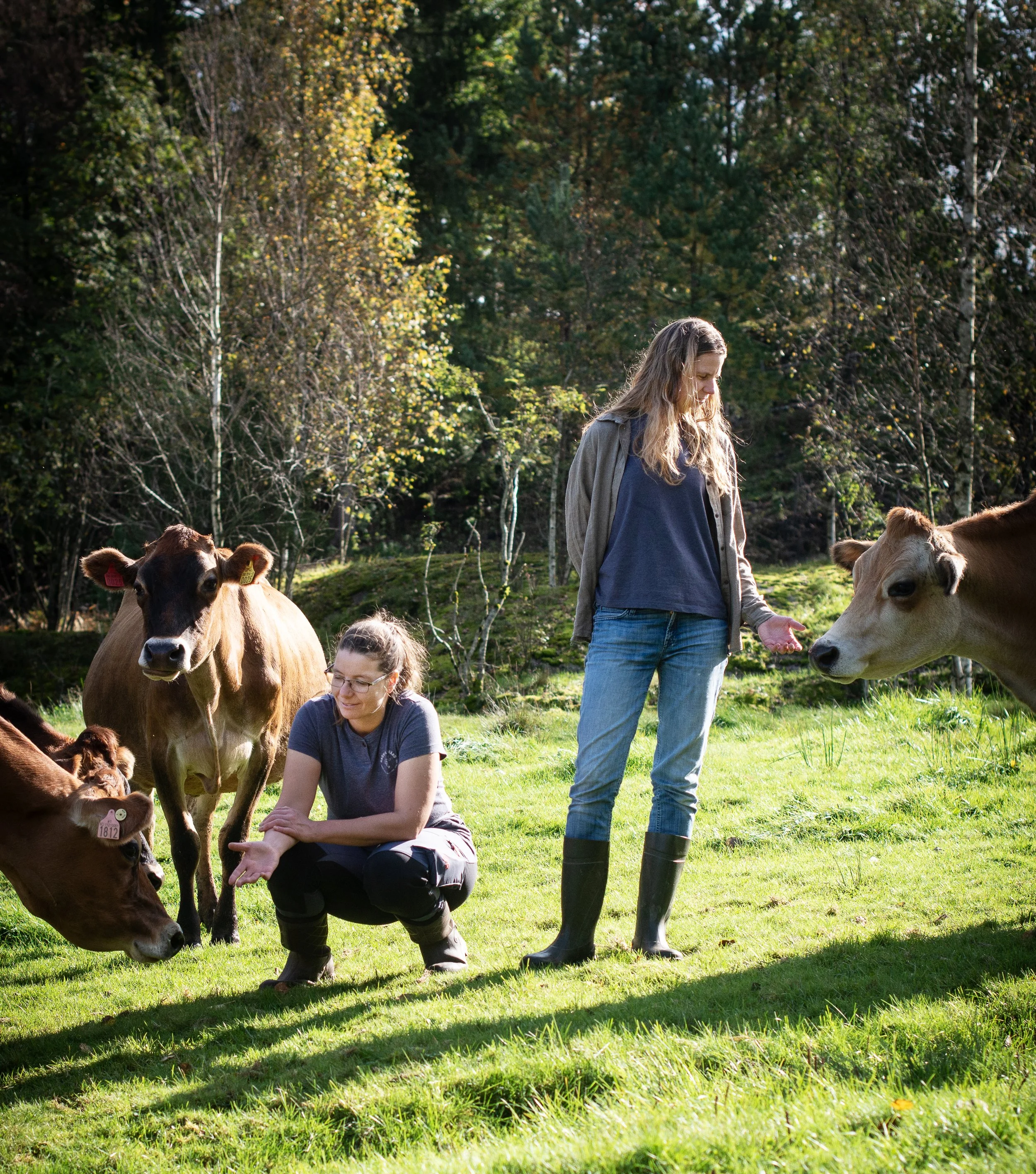 To kvinner som mater kuer i en grønn eng med trær i bakgrunnen, på en solrik dag.