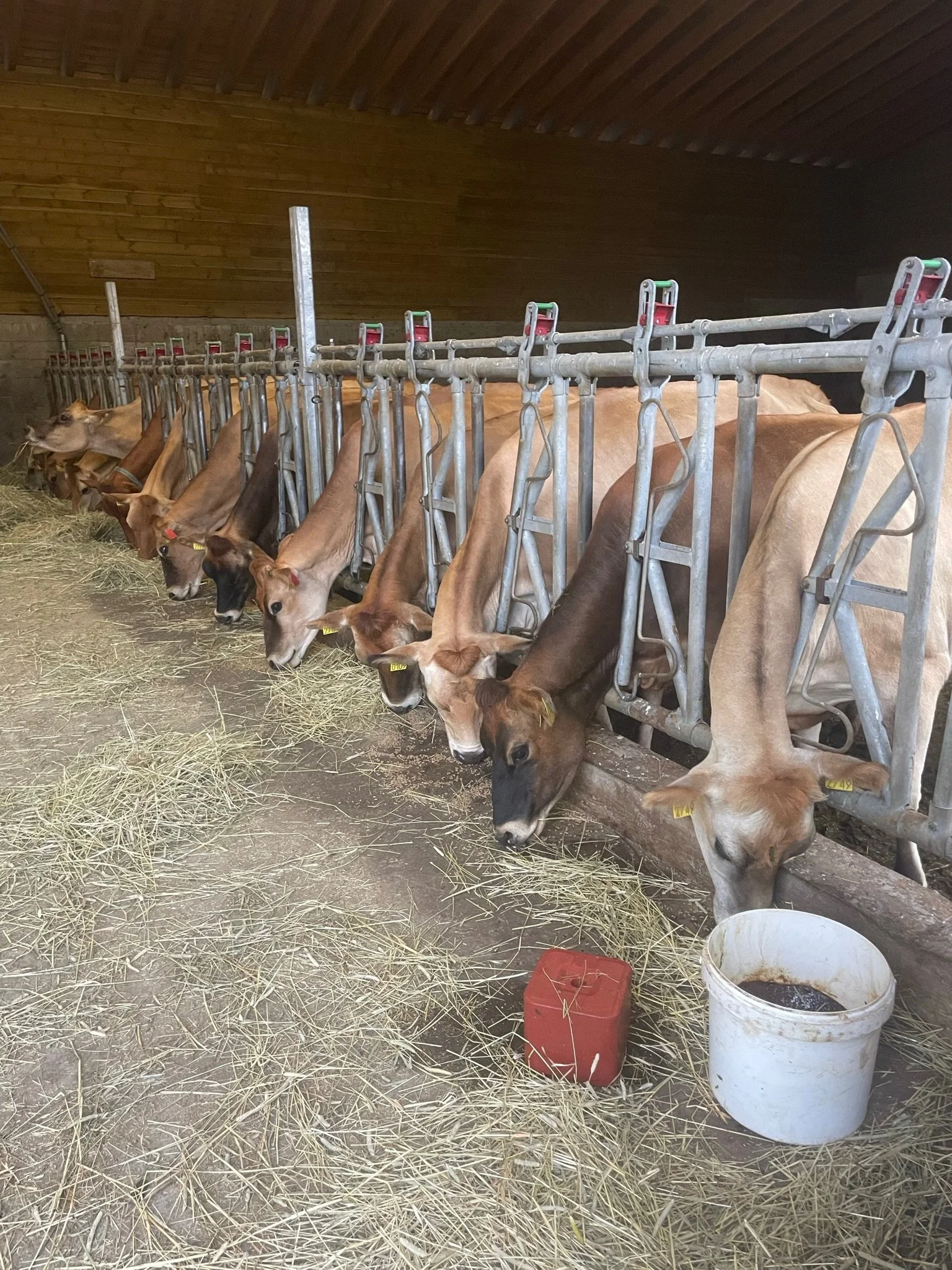 Jersey-ku er en mindre melkeku som passer perfekt til fjøset og melkestallen på Hagvoll.