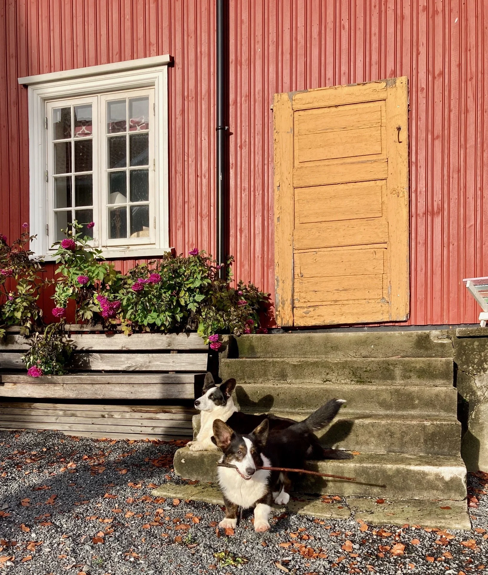 Hagvoll Gårds hunder.