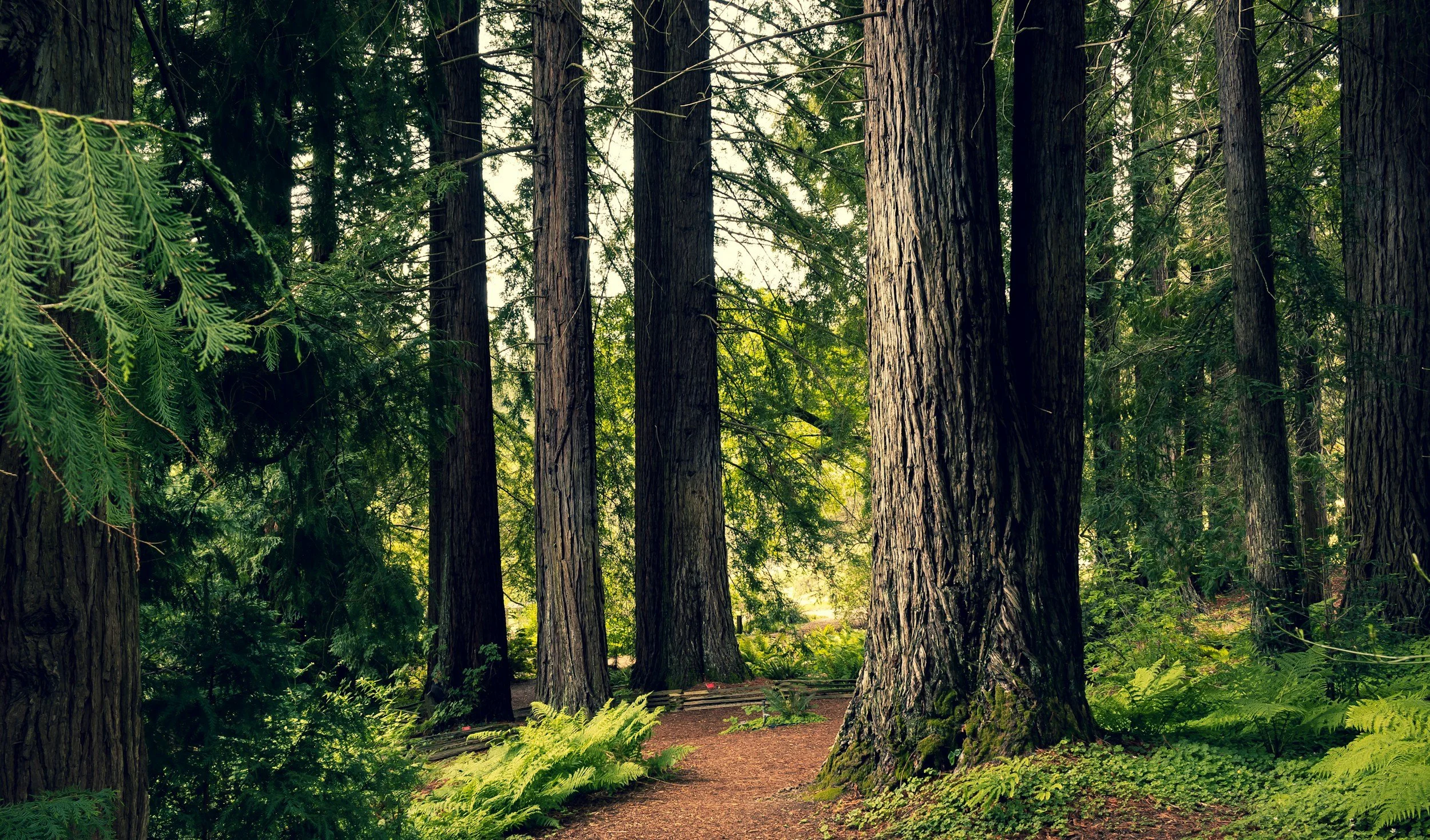 A forest scene with tall trees, green ferns, and a dirt path.