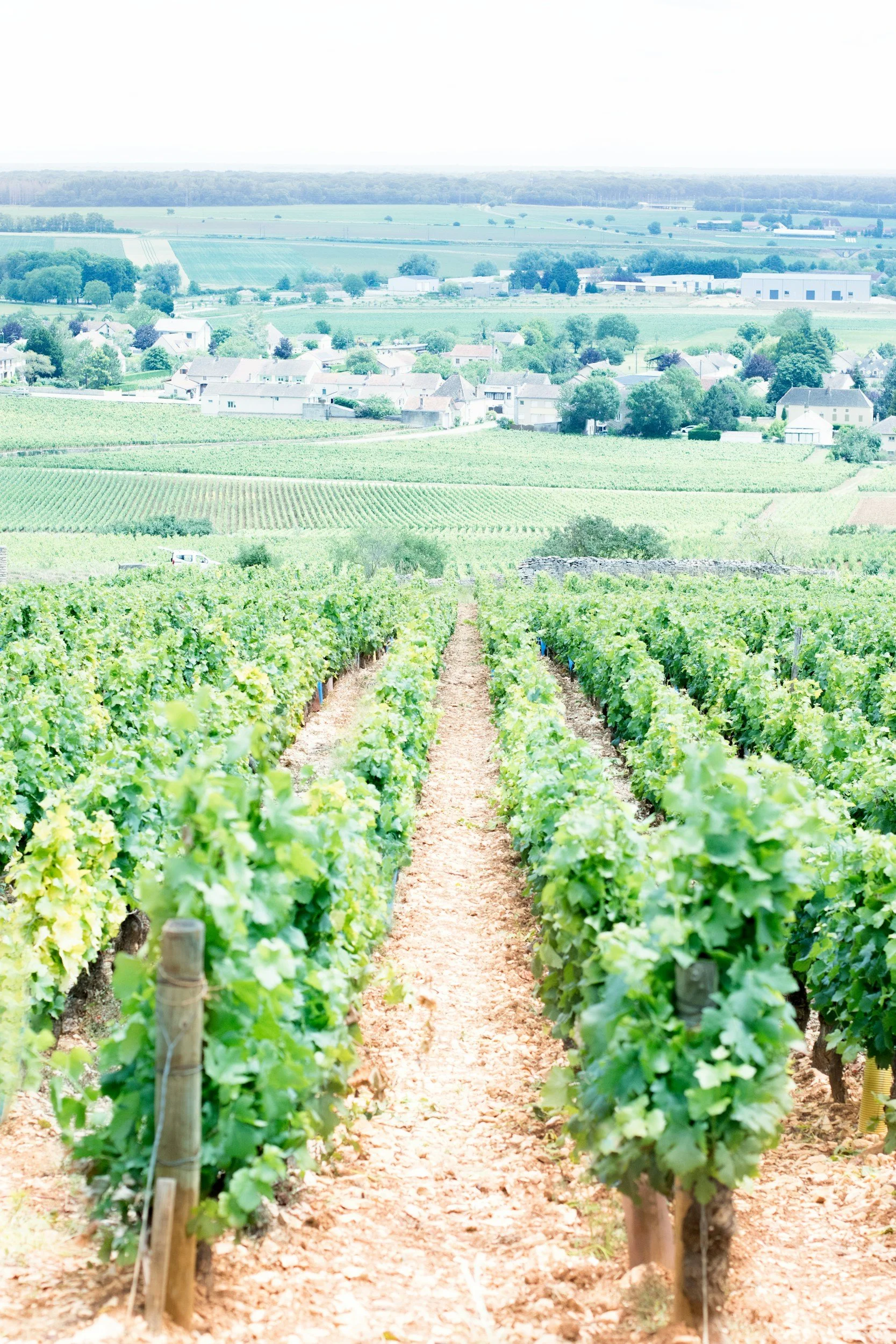 Vignoble avec rangées de vignes verdoyantes, village et champs agricoles au loin, ciel clair.