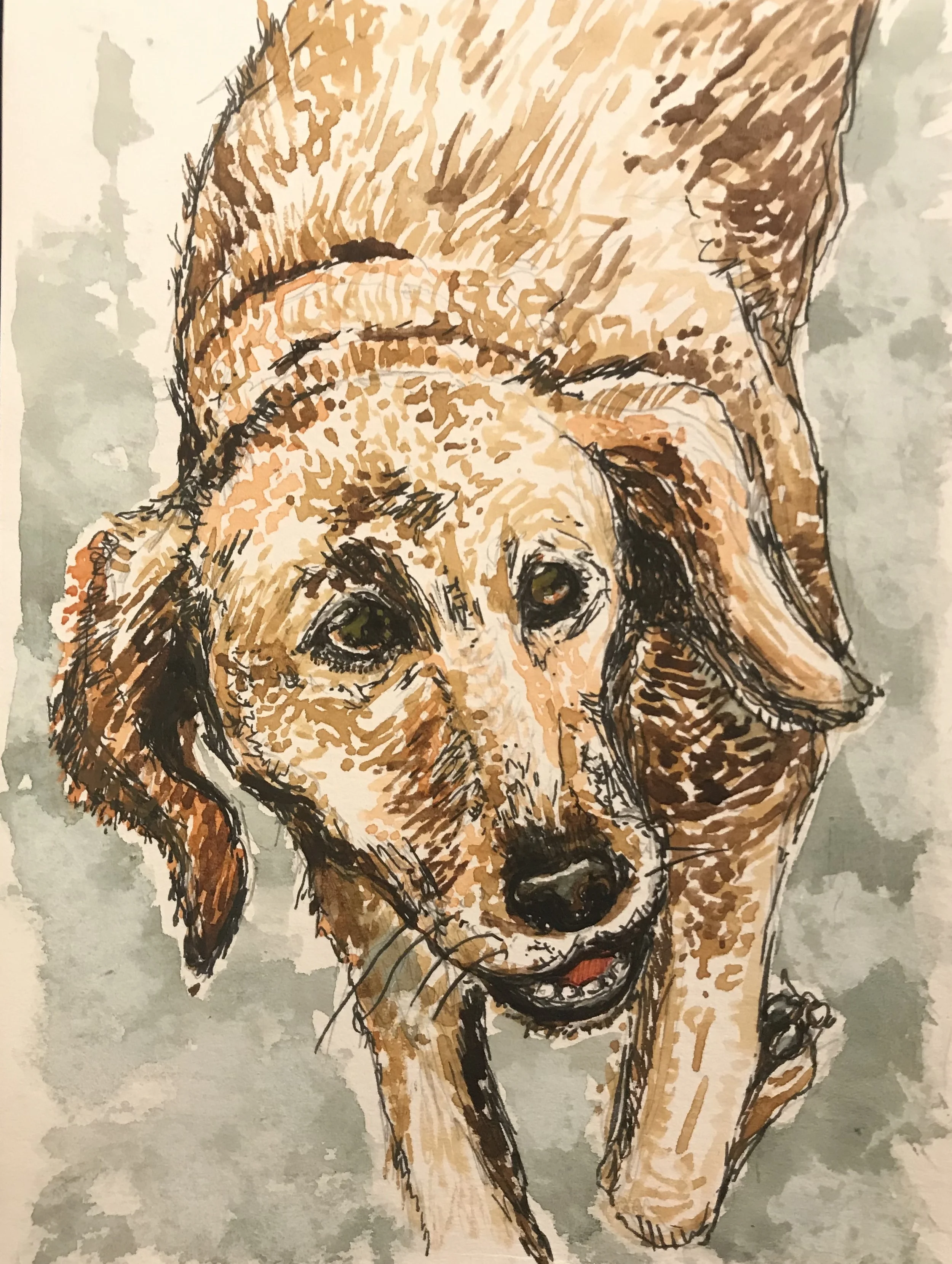 Sue & Barb’s Dogs 10