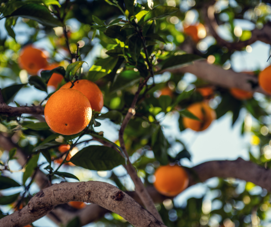 Orange tree.png