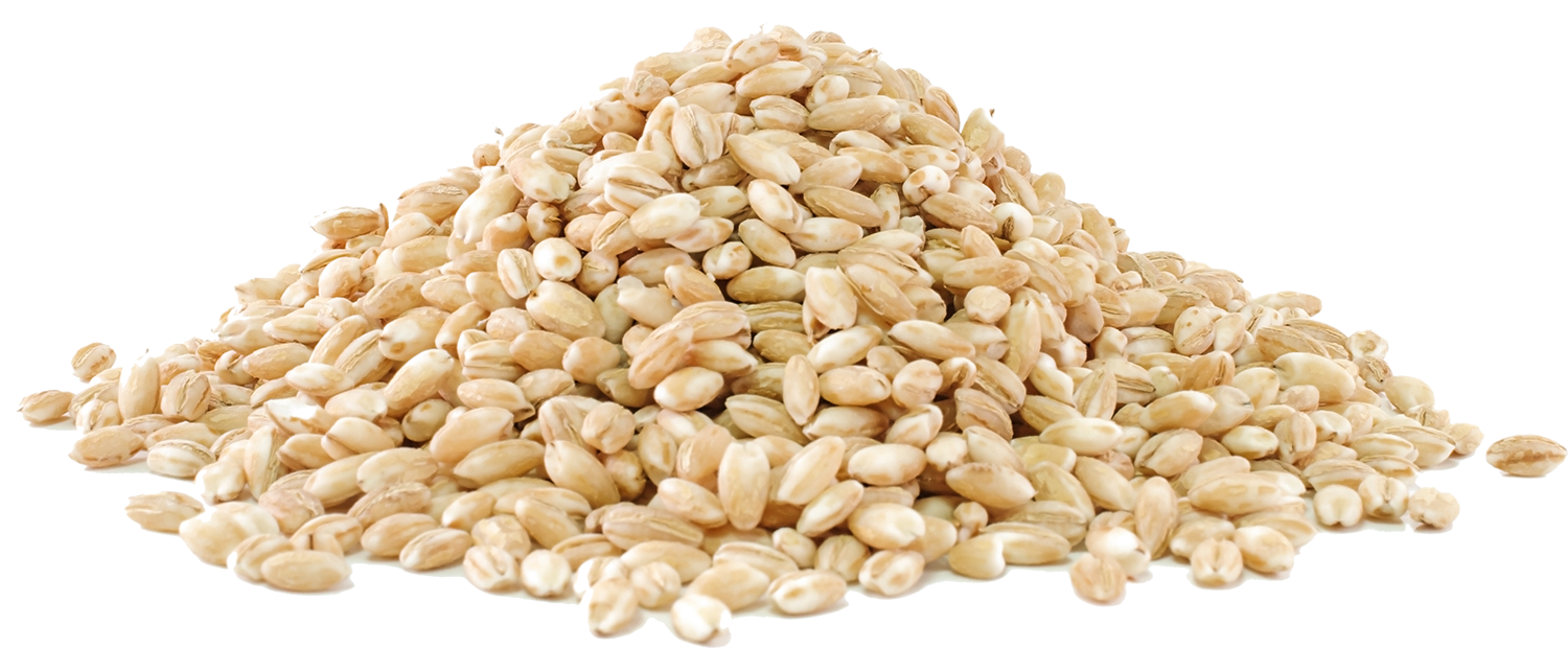 Barley