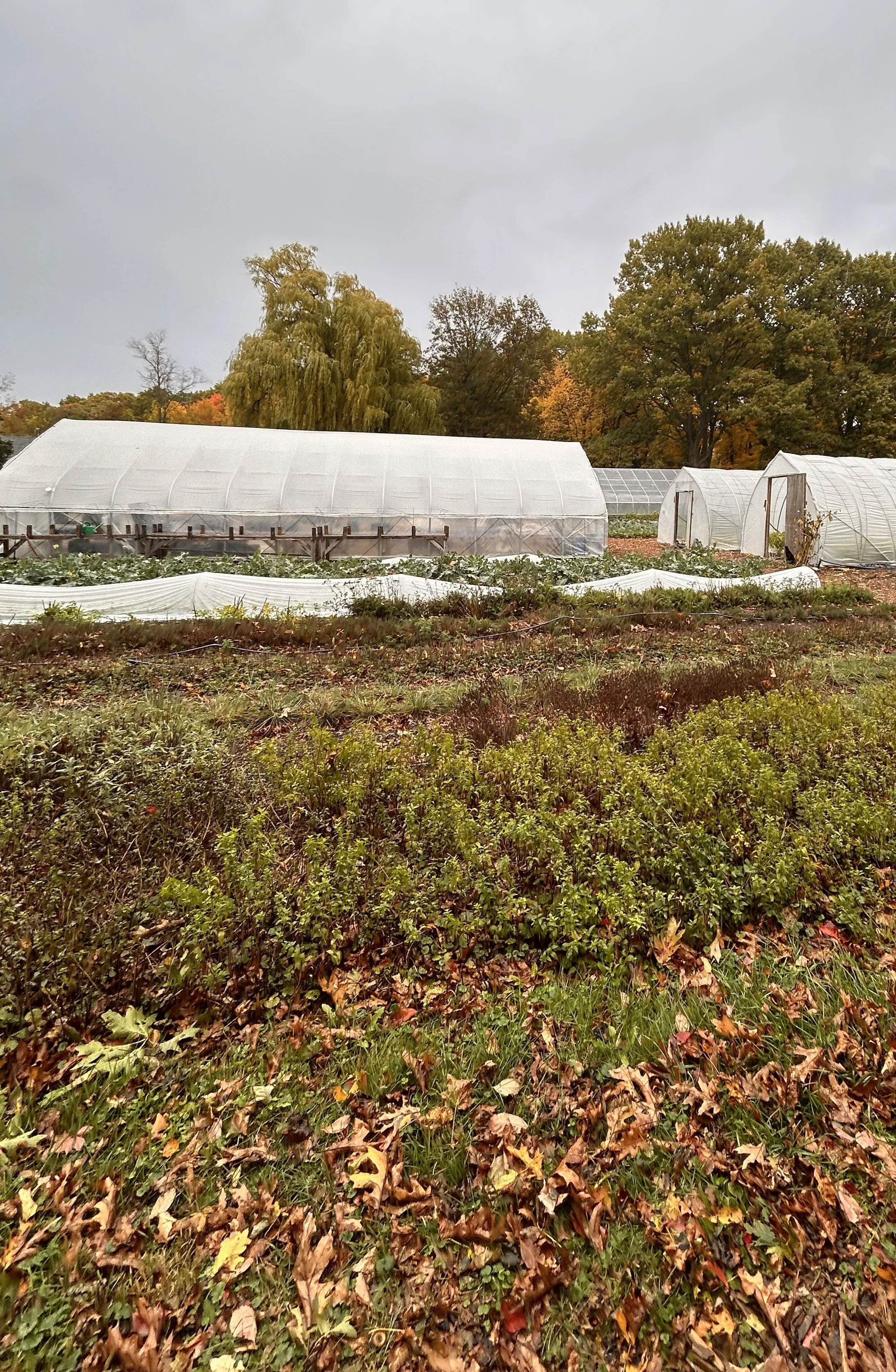 Edible uprising1.jpg