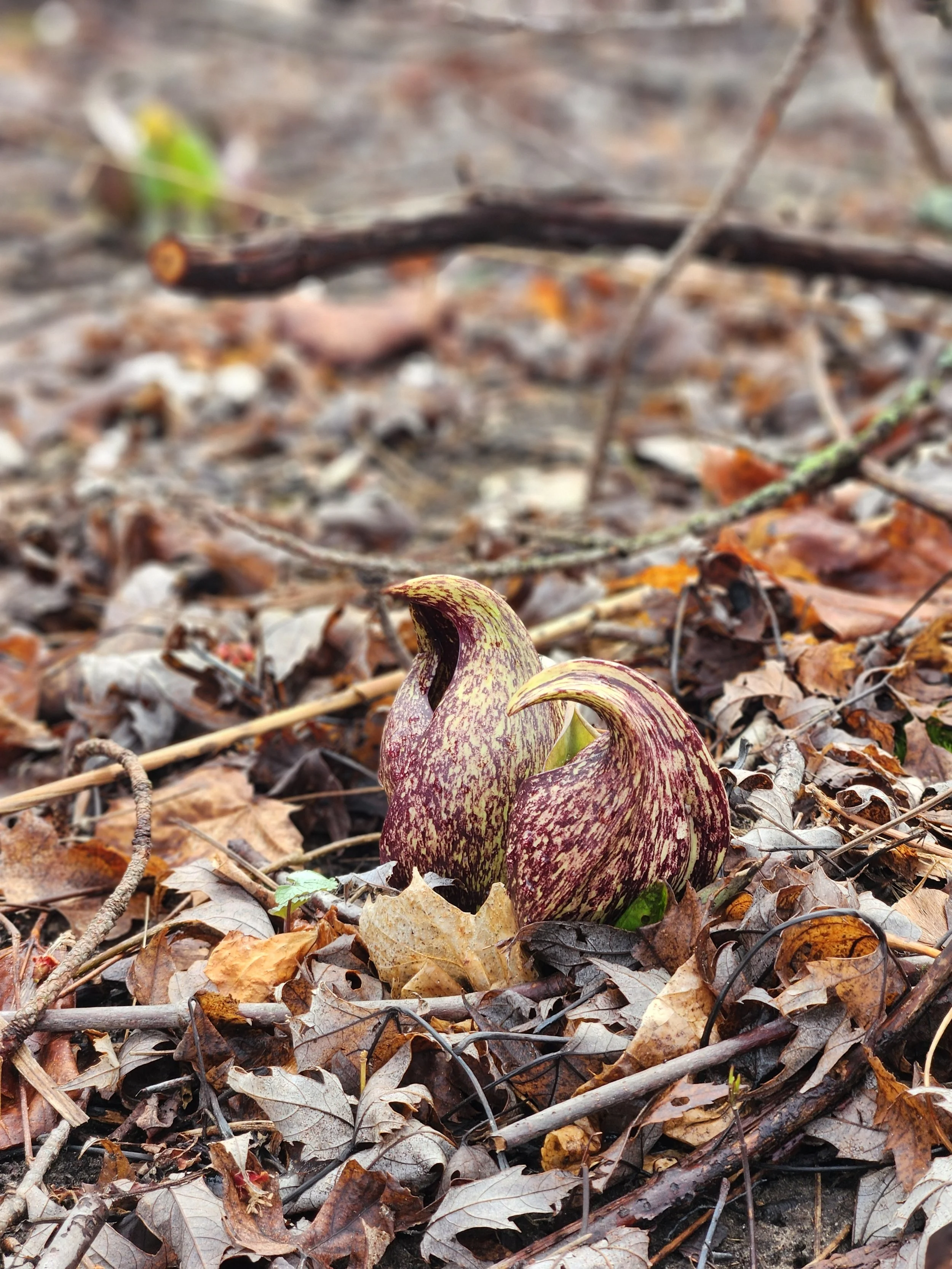 Volunteer Opportunity:  Trail Clean-up