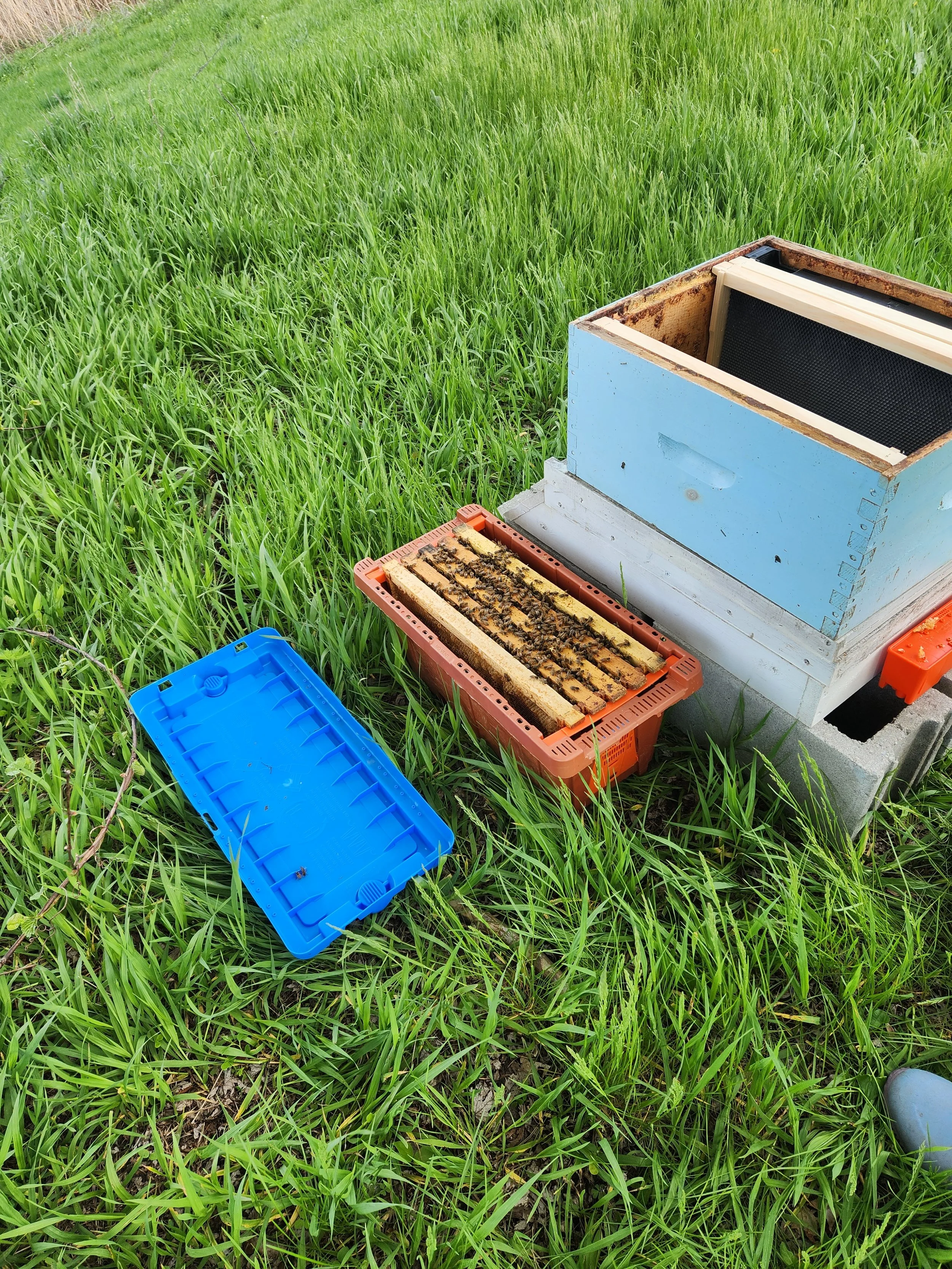 The bees arrived in a specifically designed box that fits the frames perfectly