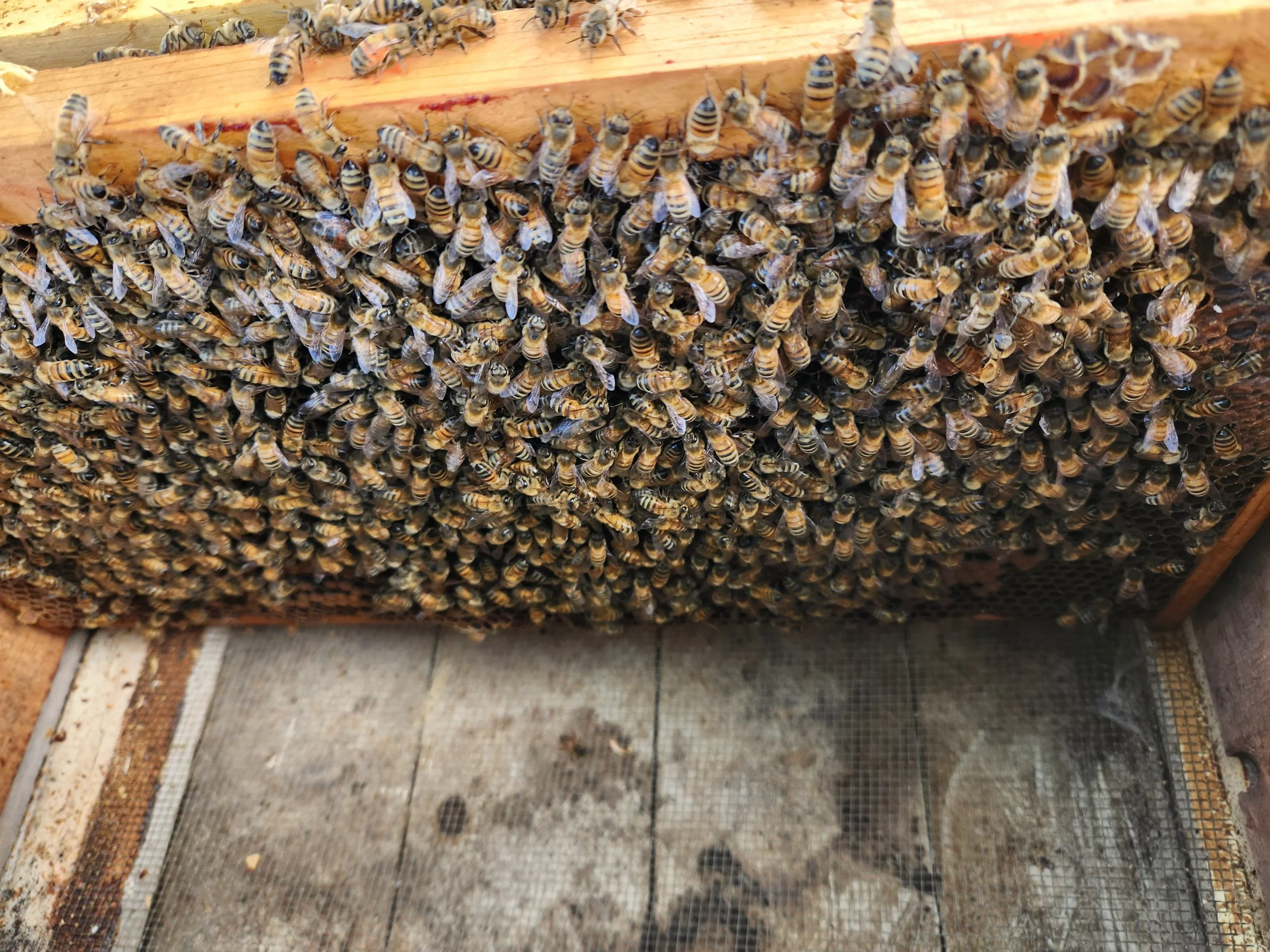 So. Many. Bees!