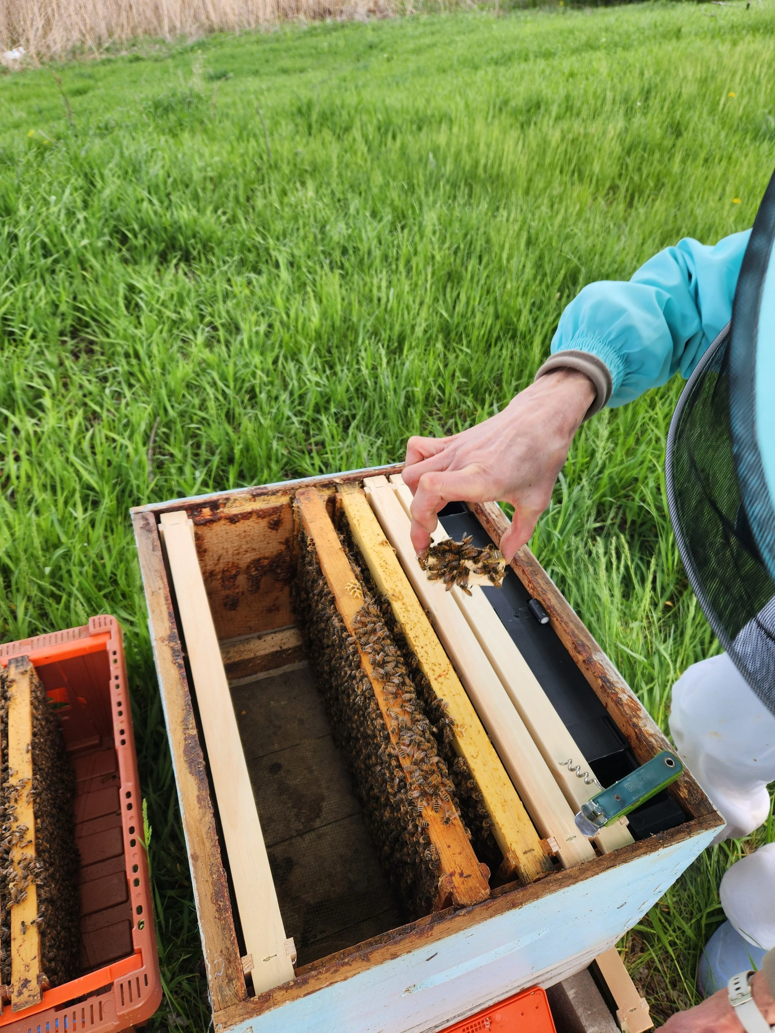 Placing the queen into the hive
