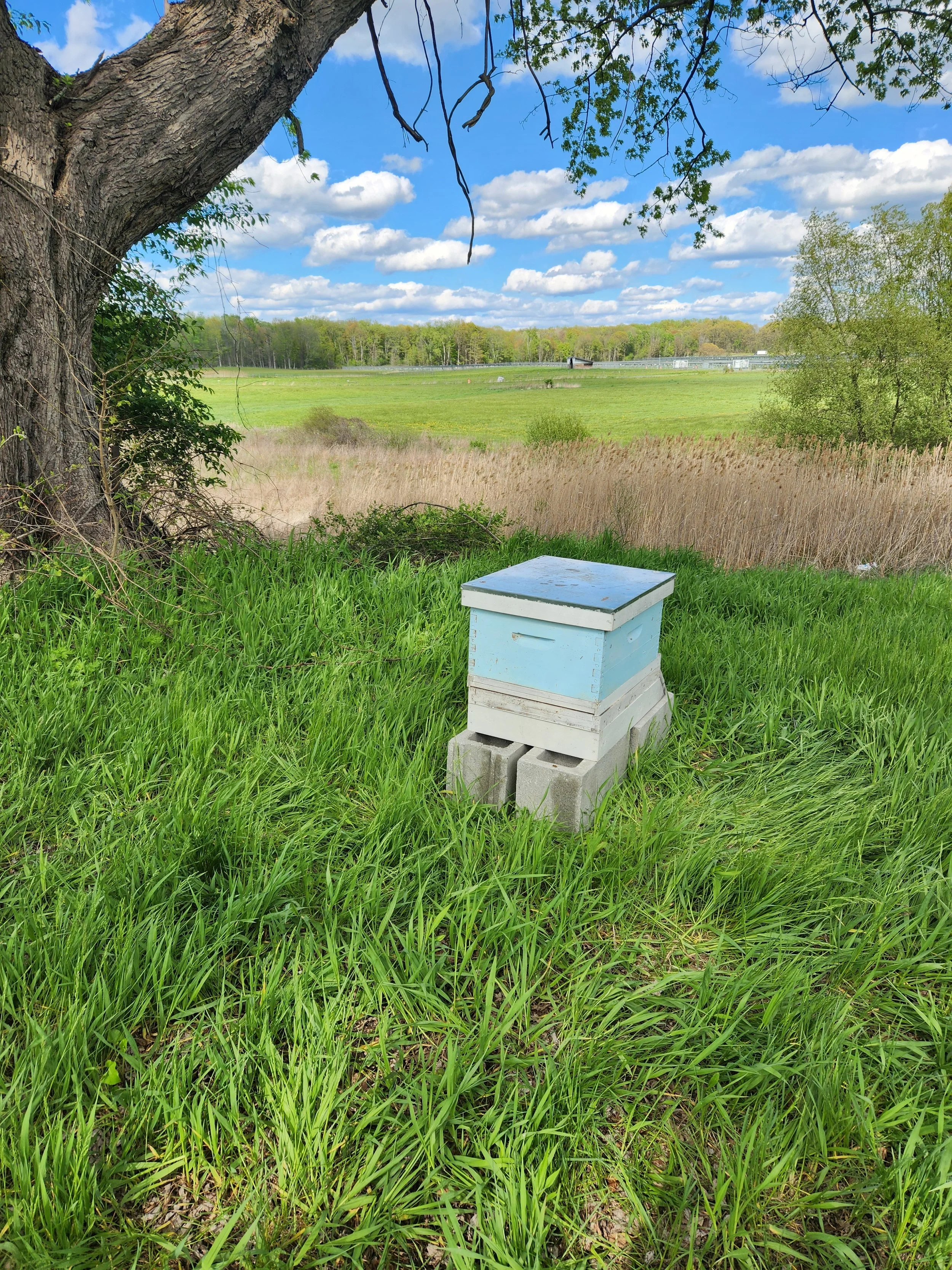 The bees are settling in.  They have a lovely view from the hilltop
