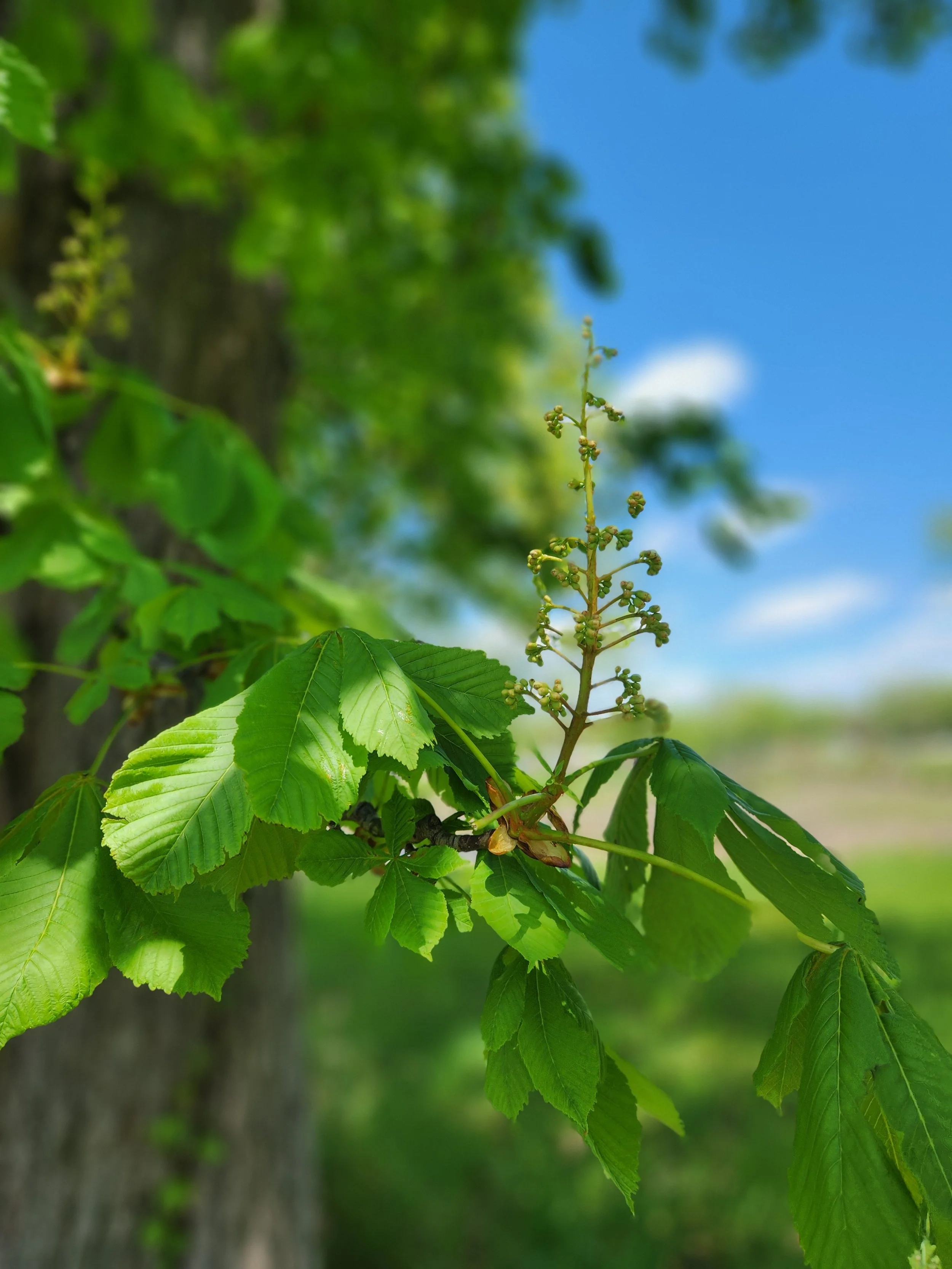 Volunteer Opportunity:  Trail Clean-up