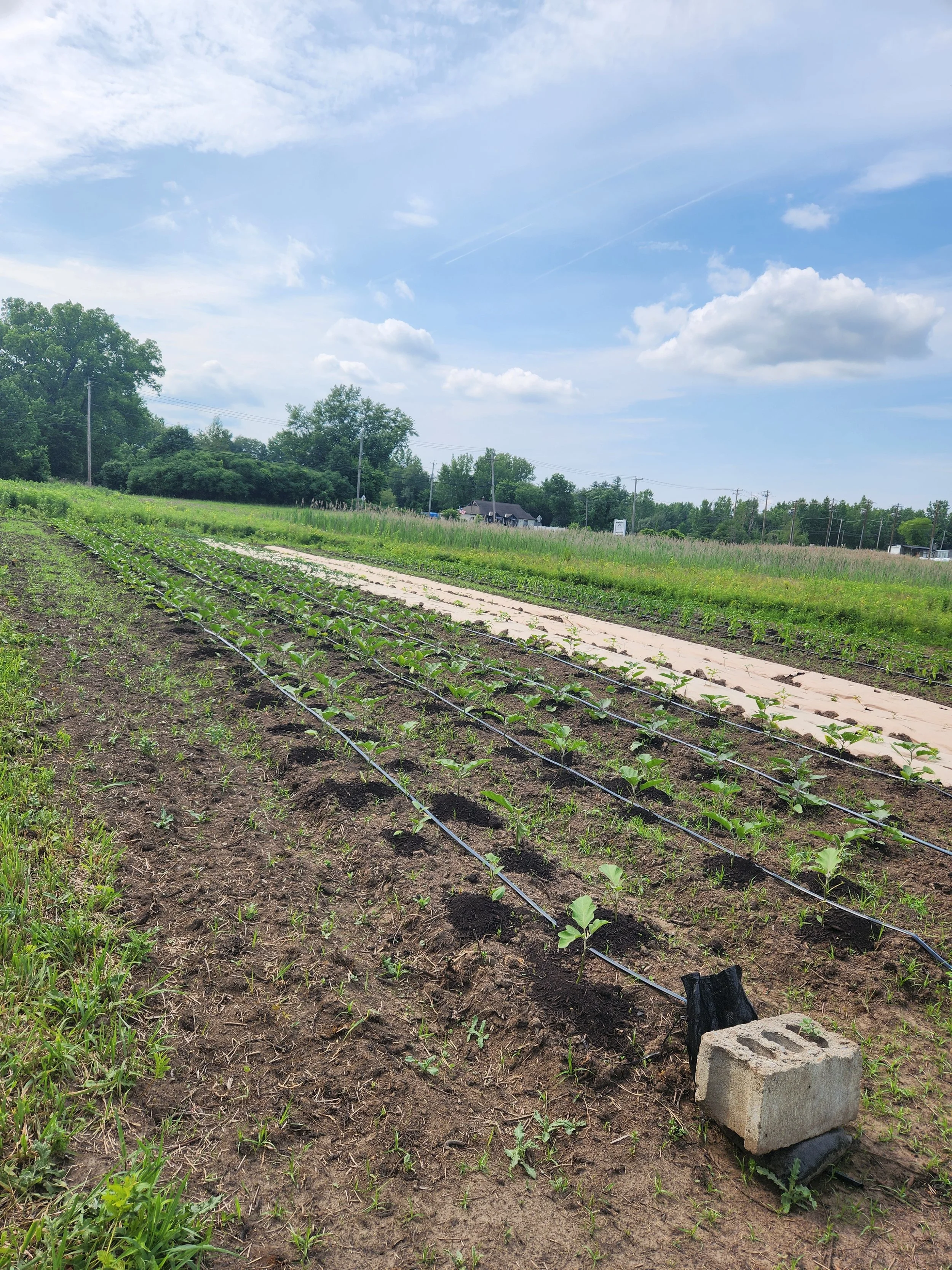 Update on our Pilot Program