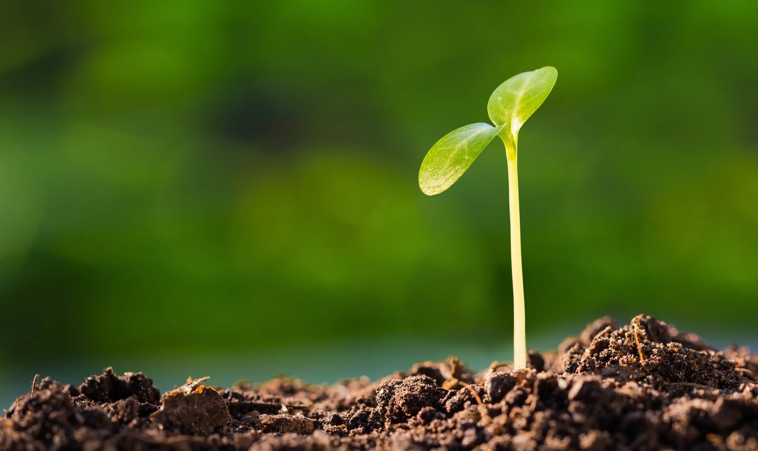 A small green seedling with two leaves growing out of dark, rich soil with a blurred green background.