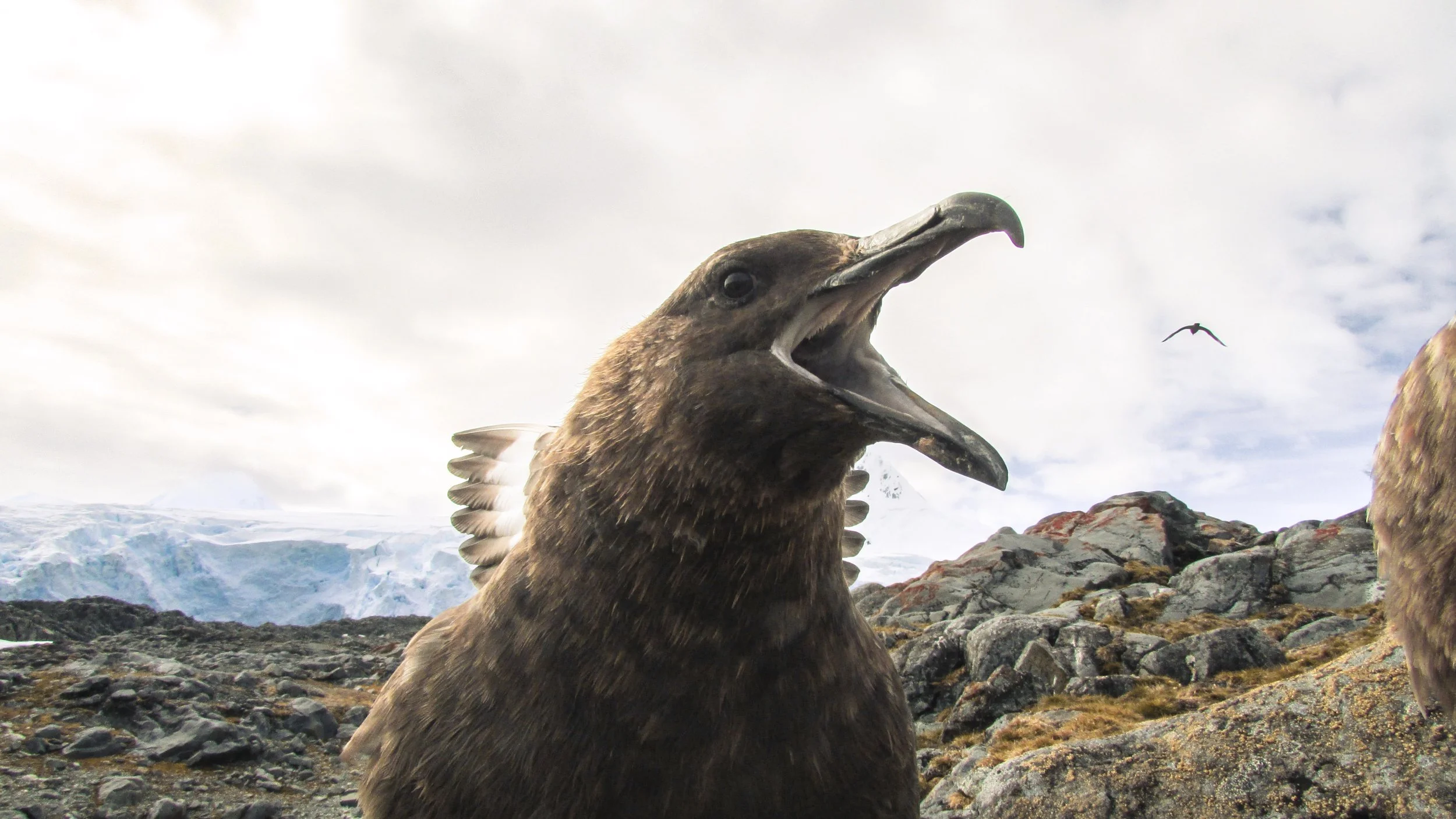 A brown bird with its beak wide open, standing on rocky terrain with snow and ice in the background and flying birds in the sky.