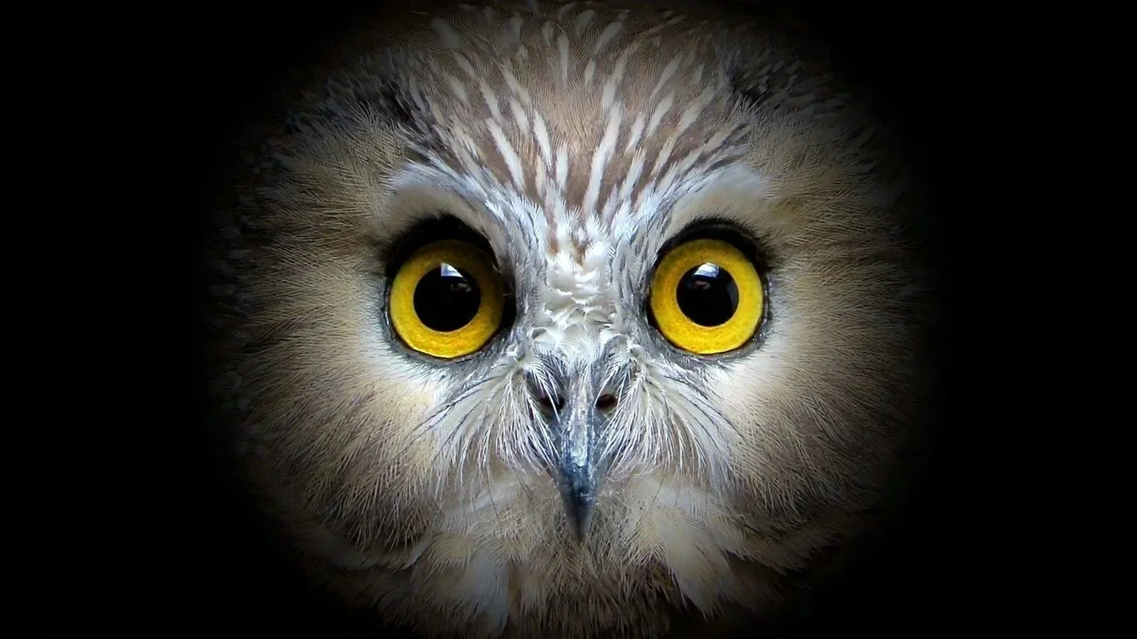 Close-up of an owl's face with large yellow eyes and intricate feather patterns, centered image with a dark background.