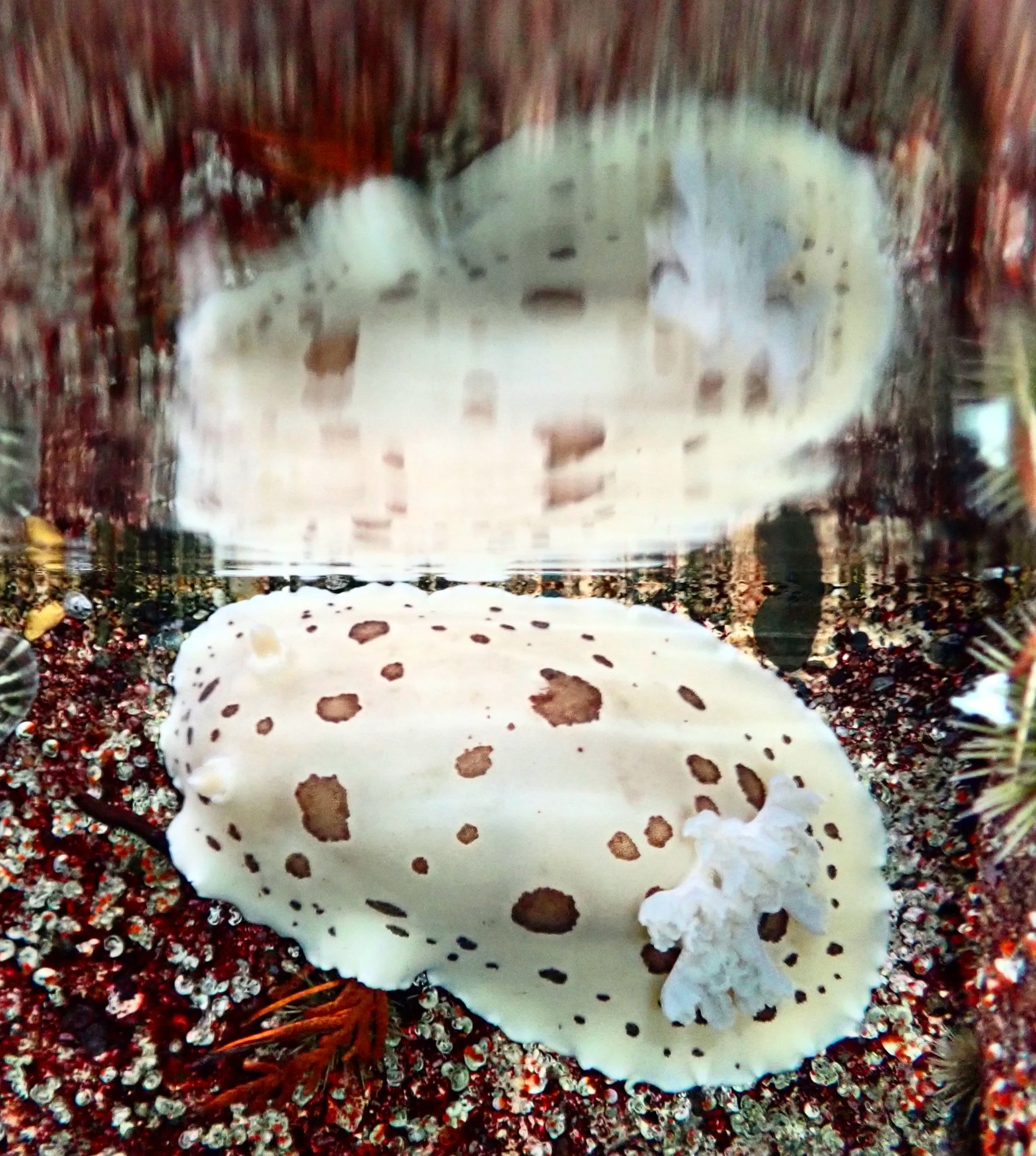 A white sea slug with brown spots on a seabed covered with rocks, coral, and marine vegetation.